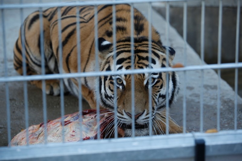 Amur Tiger