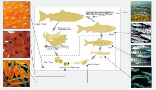 fish farm stages