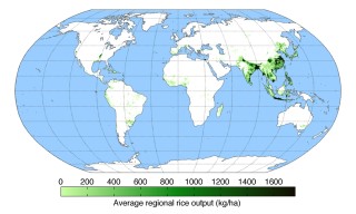 worldwide rice production