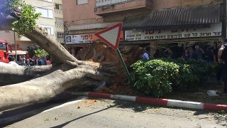 uprooted tree