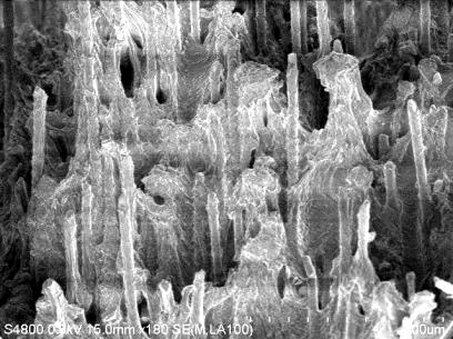 Stereoscopic microscope and SEM for circumferential direction