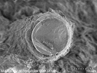 Stereoscopic microscope and SEM for circumferential direction