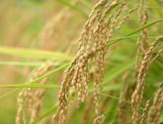 Agriculture - cereals