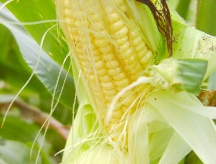 Agriculture - corn